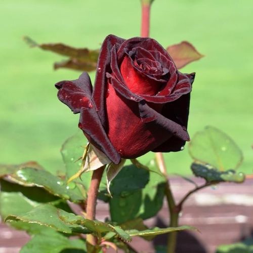 Rosa  Black Baccara® - czerwony  - Róże pienne - z kwiatami hybrydowo herbacianymi - korona równomiernie ukształtowana